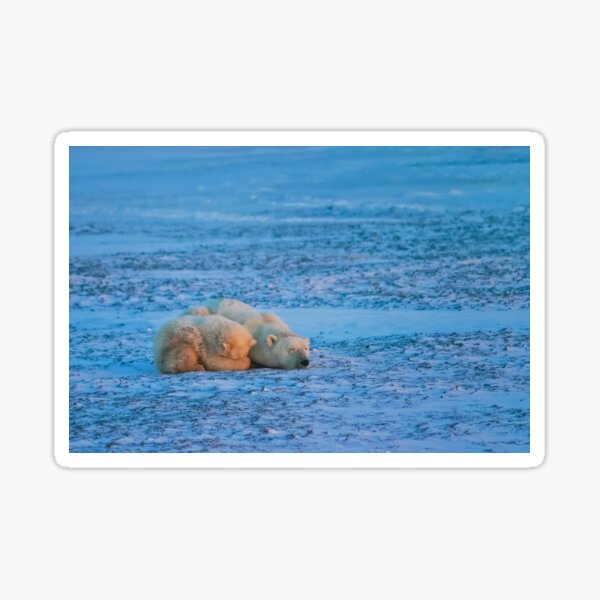 Can't bear to look Sticker