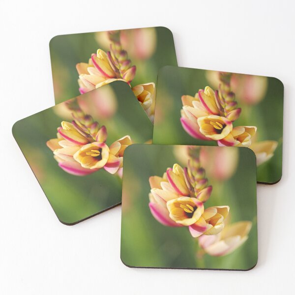 Item preview, African Corn Lilies Yellow Pink Petals  designed and sold by Joy Watson - Natural Light Photography .