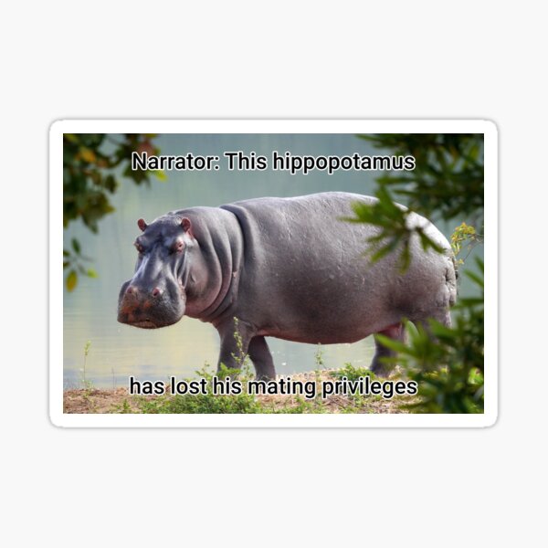 44 Moto Moto ideas  memes, funny memes, baby hippo