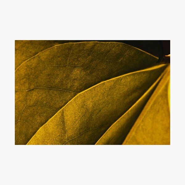 Artikelvorschau, Makro Nahaufnahme Blatt verlässt Foto mit Adern entworfen und verkauft von BilgePaksoylu.