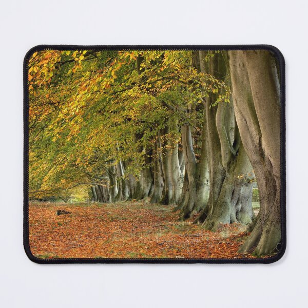 Item preview, Autumn Beech Trees designed and sold by Phil Buckle.