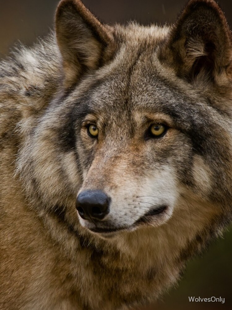 Thumbnail 4 of 4, iPhone Case, Timber Wolf designed and sold by WolvesOnly.