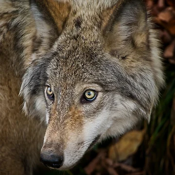 Imagen de la obra Timber Wolf de WolvesOnly