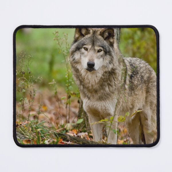 Item preview, Timber Wolf designed and sold by WolvesOnly.