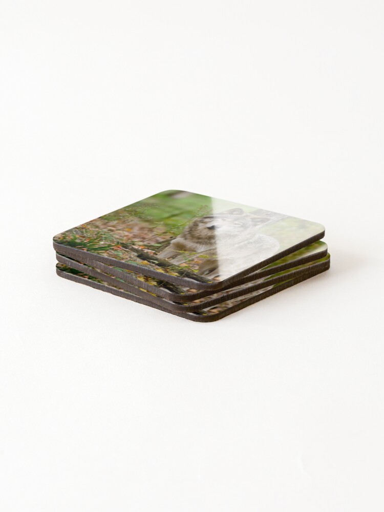 Thumbnail 4 of 5, Coasters (Set of 4), Timber Wolf designed and sold by WolvesOnly.