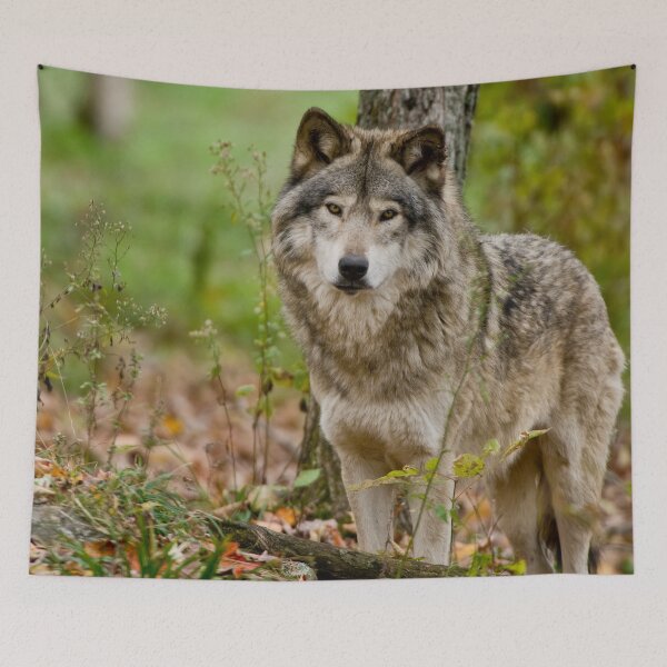 Item preview, Timber Wolf designed and sold by WolvesOnly.