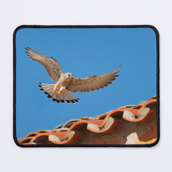 Item preview, Lesser Kestrel flying over the rooftops designed and sold by AndrewJonesFoto.