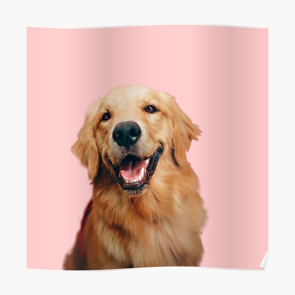 Cute Smiling Golden Retriever Poster