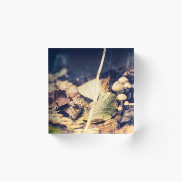 Item preview, Hongos Leñosos designed and sold by James Rutherford.