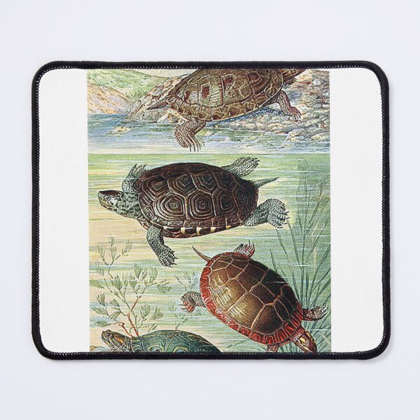 Item preview, Vintage Turtles Art Print designed and sold by Eva Vincent.
