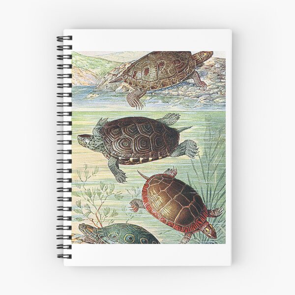 Item preview, Vintage Turtles Art Print designed and sold by Eva Vincent.