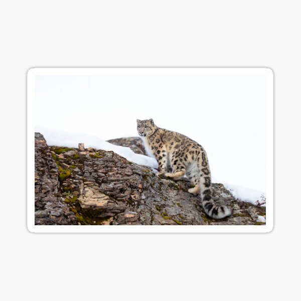 Snow leopard on rocky cliff Sticker