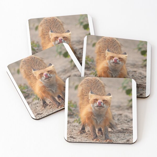 Item preview, Red Fox Stretch - Algonquin Park, Canada designed and sold by James Cumming.