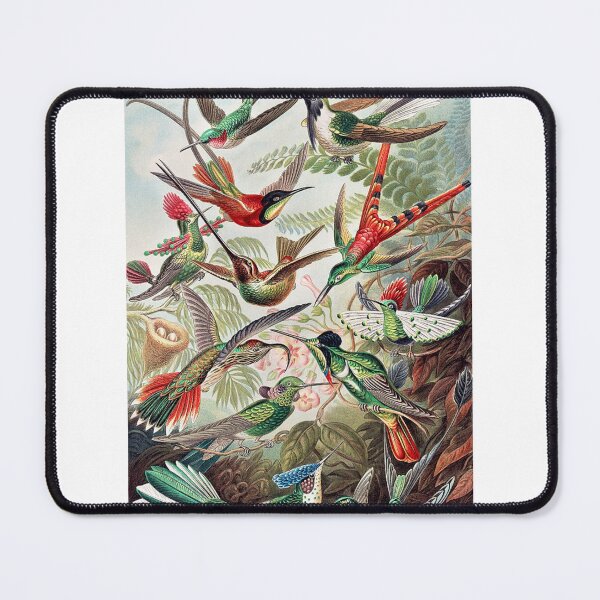 Item preview, Vintage Birds Art Print designed and sold by Eva Vincent.