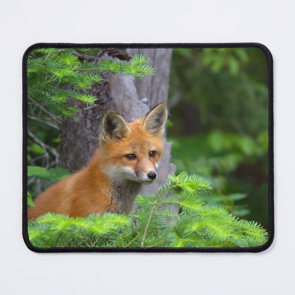 Item preview, Curious Kit - Red Fox, Algonquin Park, Canada designed and sold by James Cumming.