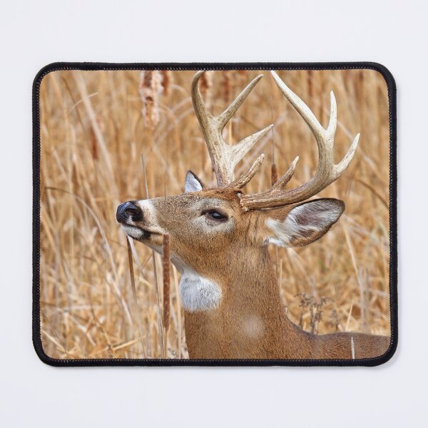 Item preview, Love is in the air - White-tailed deer designed and sold by James Cumming.