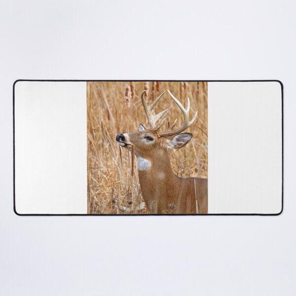 Item preview, Love is in the air - White-tailed deer designed and sold by James Cumming.