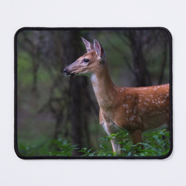 Item preview, Portrait of a Fawn - White Tailed Deer designed and sold by James Cumming.
