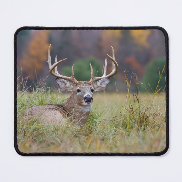 Item preview, Autumn in Canada - White tailed deer Buck designed and sold by James Cumming.
