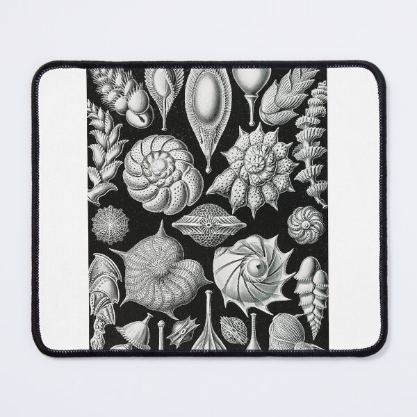 Item preview, Aesthetic Seashells Art Print designed and sold by Eva Vincent.