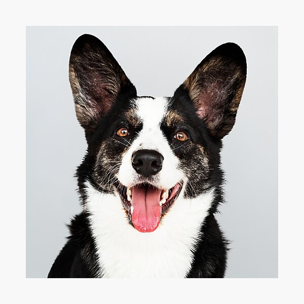 Item preview, Hey Buddy - Dog waiting designed and sold by DegoPine  Art Studio.