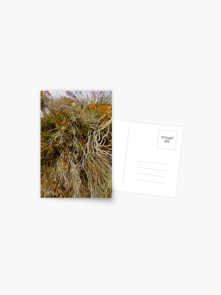 Thumbnail 1 of 2, Postcard, Heather Roots, Scotland - Oil designed and sold by hereandback.
