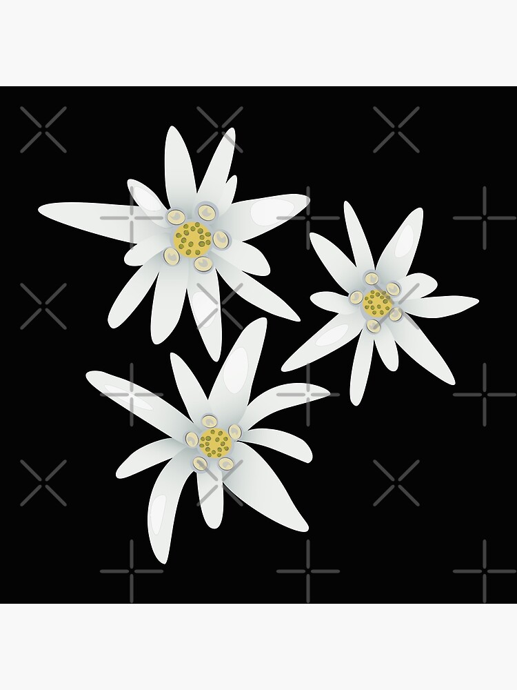 "Edelweiss flowers" Poster for Sale by Elysianofficial Redbubble