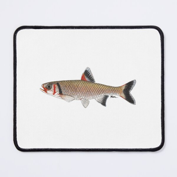 Item preview, Warpaint Shiner (Luxilus coccogensis) designed and sold by LeakyCanoeArt.