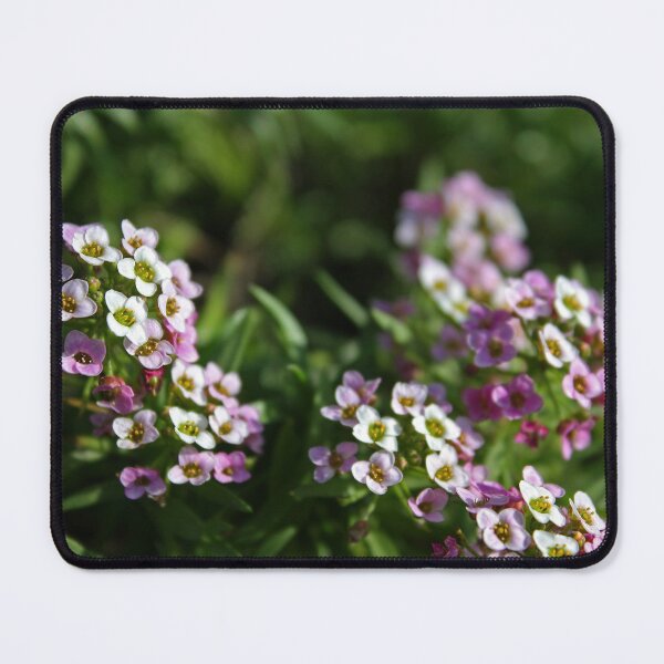 Item preview, Alyssum Flowers designed and sold by Asaha17.