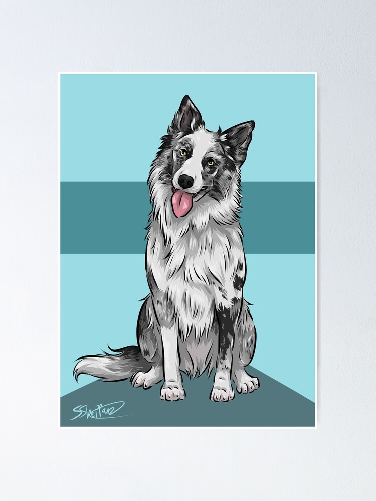 Border Collie Dog with Smooth Collie Dog available as Framed Prints,  Photos, Wall Art and Photo Gifts