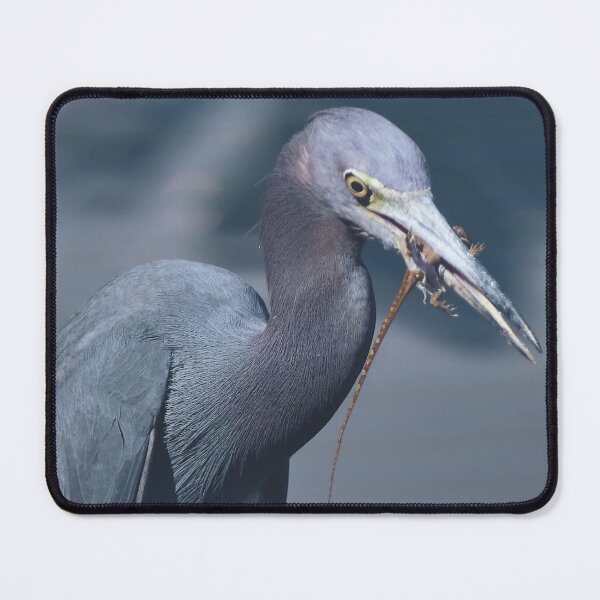 Item preview, Little Blue Heron Lunching on a Brown Anole designed and sold by HeadBlaze.