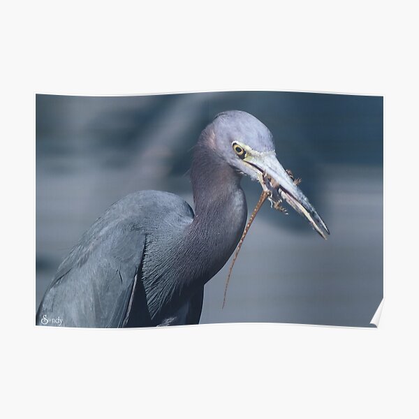 Little Blue Heron Lunching on a Brown Anole Poster