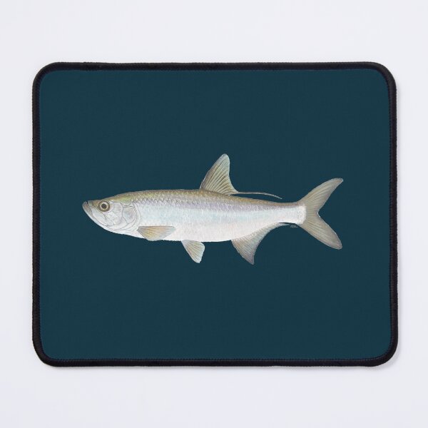Item preview, Atlantic Tarpon (Megalops atlanticus) designed and sold by LeakyCanoeArt.