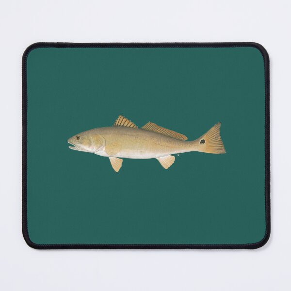 Item preview, Red Drum (Sciaenops ocellatus) designed and sold by LeakyCanoeArt.