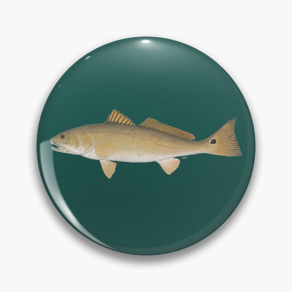 Item preview, Red Drum (Sciaenops ocellatus) designed and sold by LeakyCanoeArt.