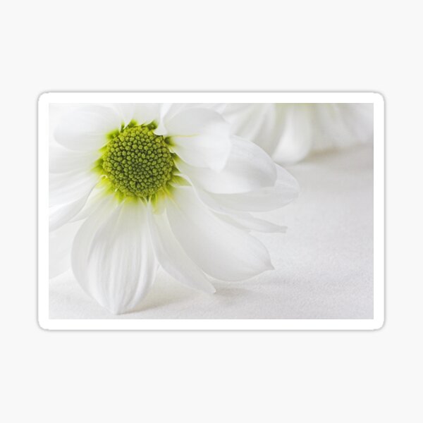 Sticker – Fleurs blanches – Minitribe