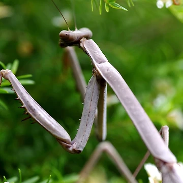 Artwork thumbnail, Stick Insect by rom01