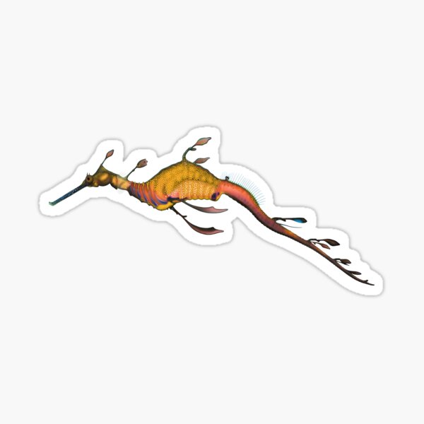 Weedy Sea Dragon (Phyllopteryx taeniolatus) Sticker