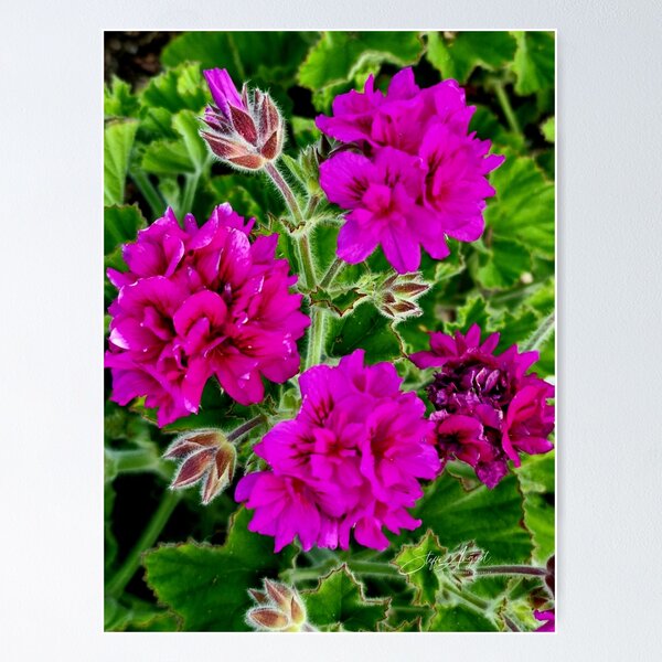 Item preview, PURPLE GERANIUM designed and sold by Steffi August.