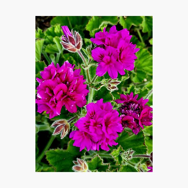 Item preview, PURPLE GERANIUM designed and sold by Steffi August.