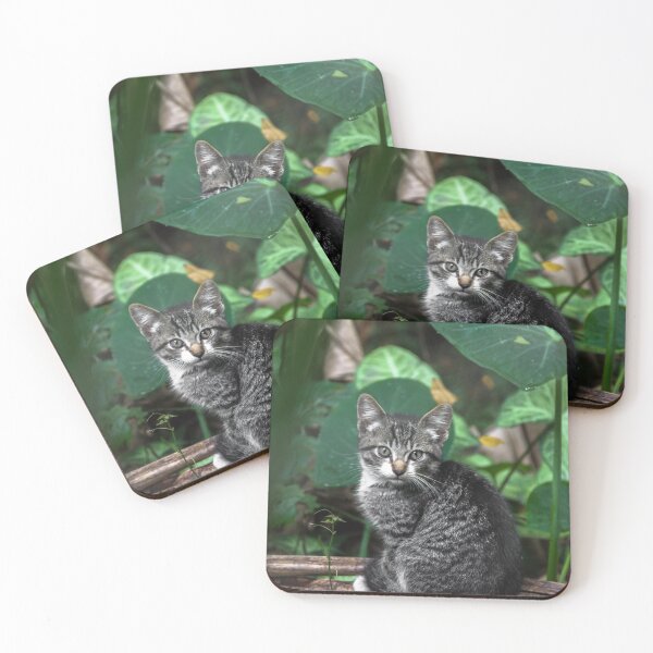 Item preview, cat on the trunk of the banana tree. designed and sold by Nino rocha fotografia.