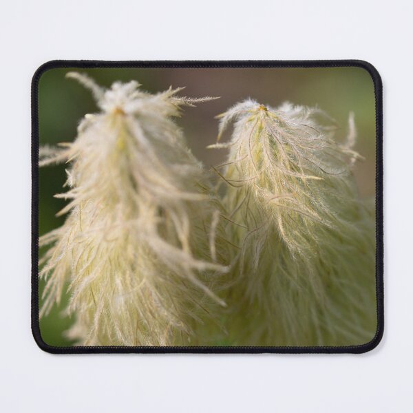 Item preview, Western Pasqueflower AKA Dr. Seuss flower designed and sold by Rafaelagentry.
