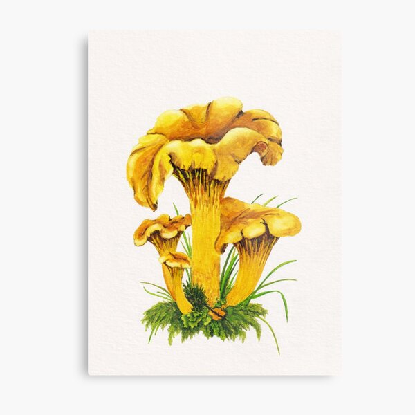 Chanterelle mushrooms original watercolor art Metal Print