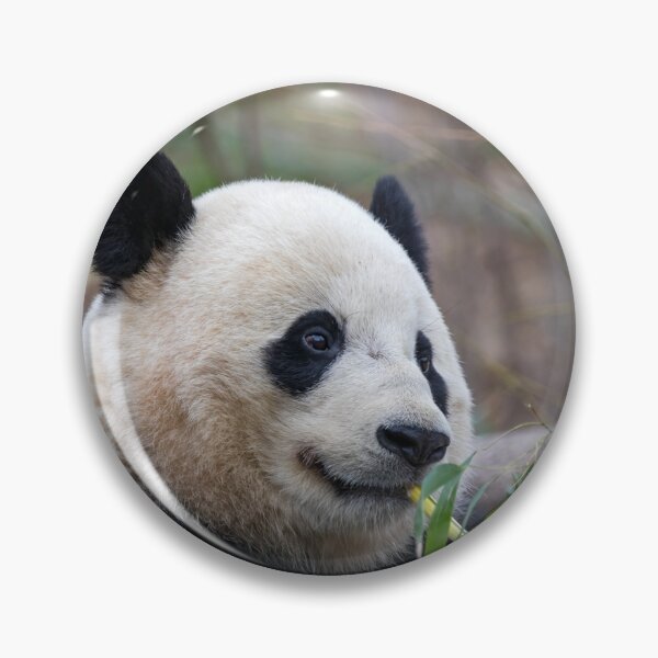 Item preview, Giant Panda Bao Bao at the National Zoo designed and sold by Zoo and Nature Photography by Karie.