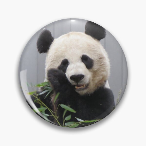 Item preview, Giant Panda Mei Xiang at the National Zoo designed and sold by Zoo and Nature Photography by Karie.