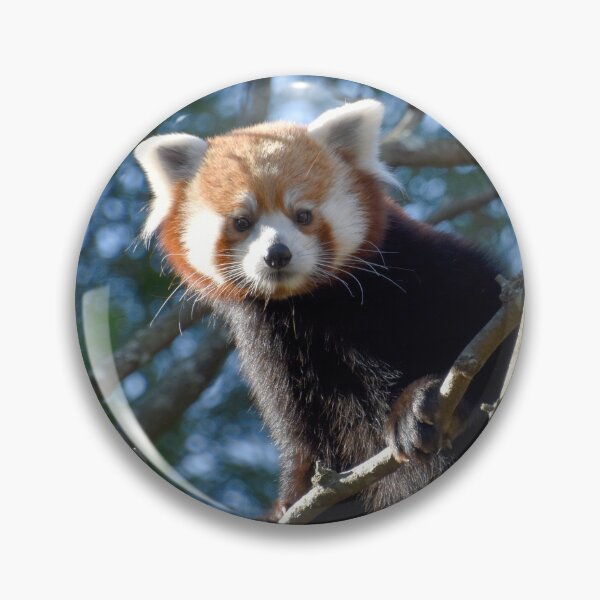 Item preview, Red Panda at the National Zoo designed and sold by Zoo and Nature Photography by Karie.