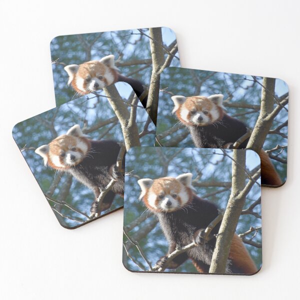 Item preview, Red Panda at the National Zoo designed and sold by Zoo and Nature Photography by Karie.