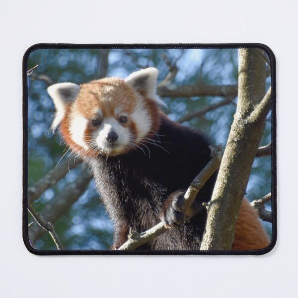Item preview, Red Panda at the National Zoo designed and sold by Zoo and Nature Photography by Karie.