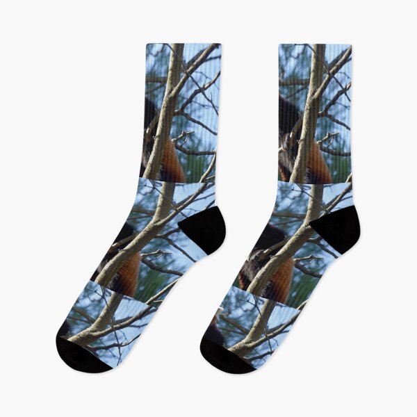 Item preview, Red Panda at the National Zoo designed and sold by Zoo and Nature Photography by Karie.