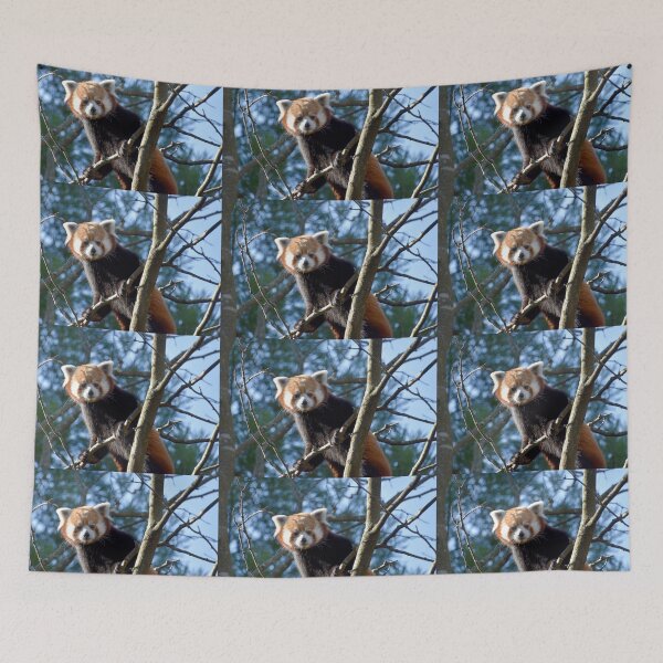 Item preview, Red Panda at the National Zoo designed and sold by Zoo and Nature Photography by Karie.